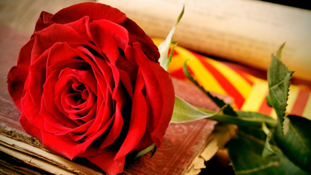 Sant Jordi 2025